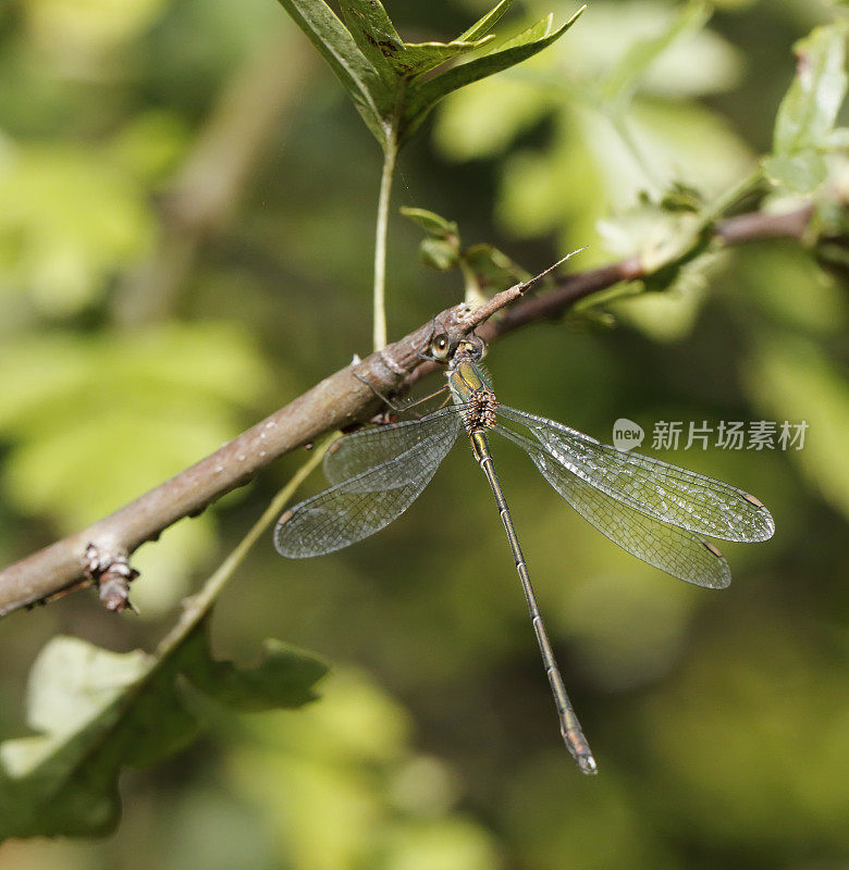 西柳展翅蜻蜓(lesstes viridis)雄性